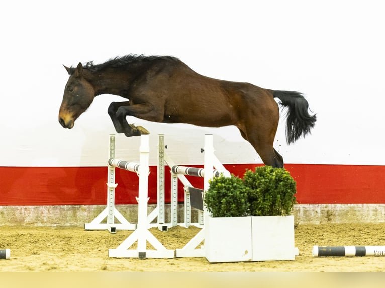 Zangersheide Merrie 12 Jaar 164 cm  in Waddinxveen
