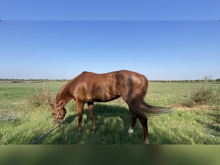 Zangersheide Merrie 12 Jaar 164 cm Vos in Roma