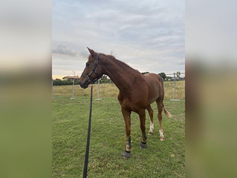 Zangersheide Merrie 12 Jaar 164 cm Vos in Roma