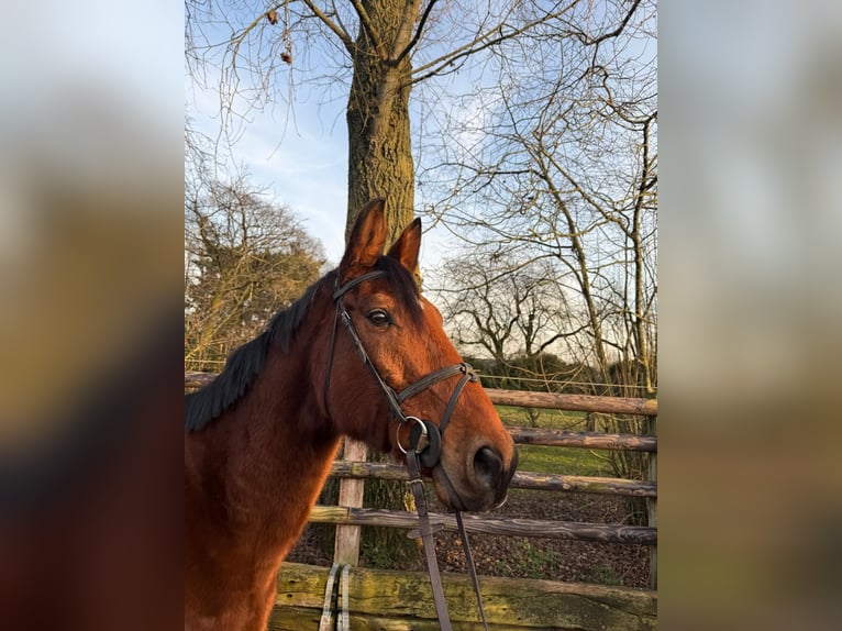 Zangersheide Merrie 12 Jaar 167 cm Bruin in Wijchmaal