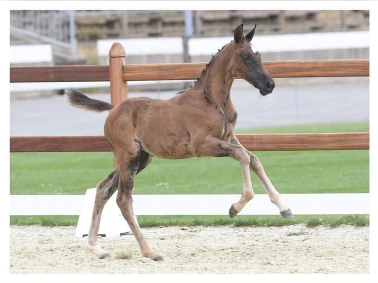Zangersheide Merrie 12 Jaar 168 cm Bruin in Hütschenhausen