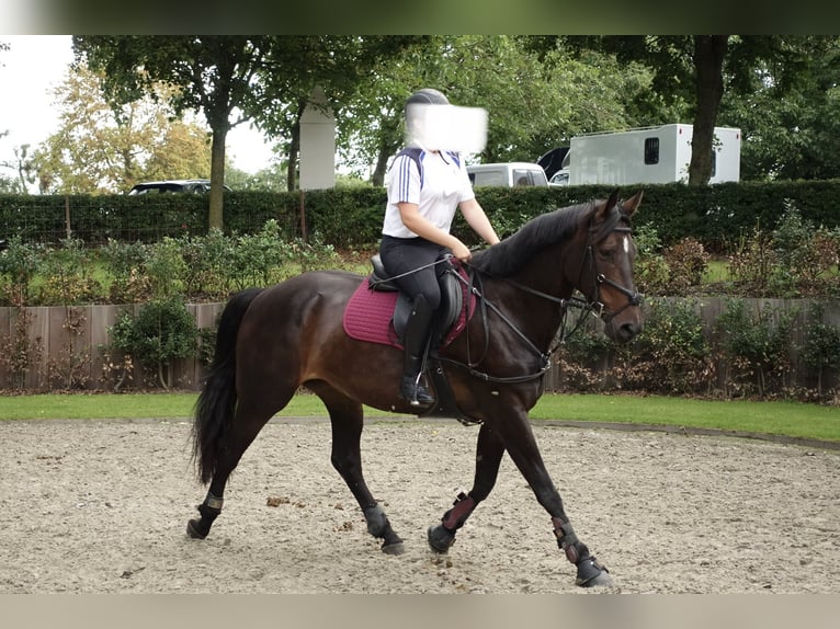 Zangersheide Merrie 12 Jaar 168 cm Donkerbruin in Laarne