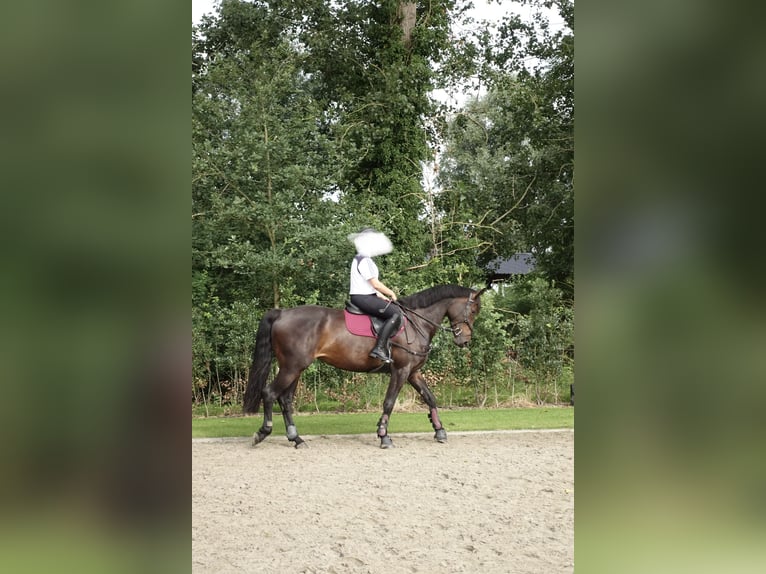 Zangersheide Merrie 12 Jaar 168 cm Donkerbruin in Laarne