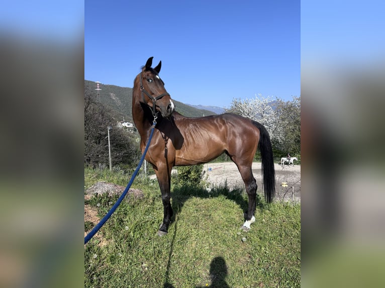 Zangersheide Merrie 12 Jaar 172 cm  in Einbeck, neidersachsen