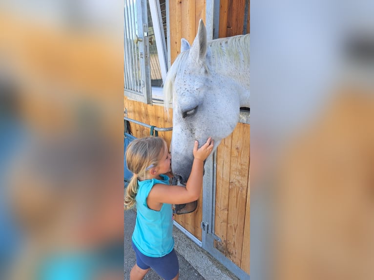 Zangersheide Merrie 13 Jaar 162 cm Schimmel in Weistrach