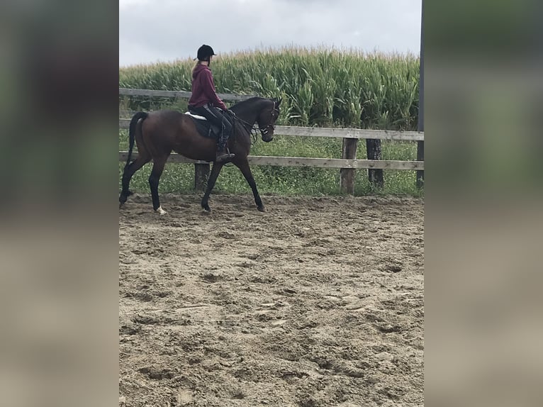 Zangersheide Merrie 13 Jaar 165 cm Bruin in Dendermonde