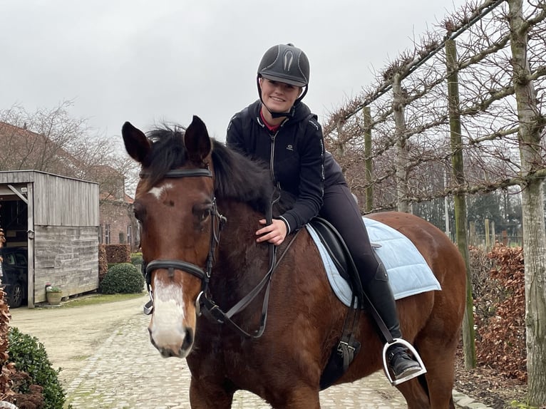 Zangersheide Merrie 13 Jaar 168 cm Bruin in Bree
