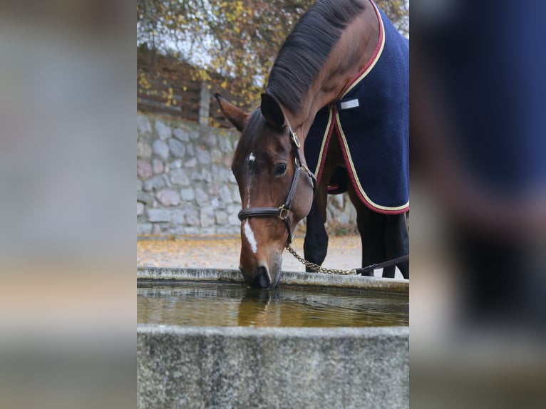 Zangersheide Merrie 13 Jaar 170 cm Bruin in Erharting