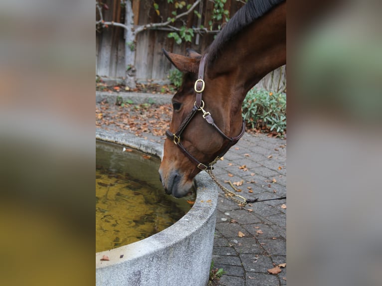 Zangersheide Merrie 13 Jaar 170 cm Bruin in Erharting