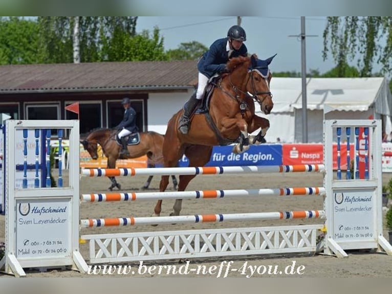 Zangersheide Merrie 13 Jaar 174 cm Vos in H&#xFC;nfelden