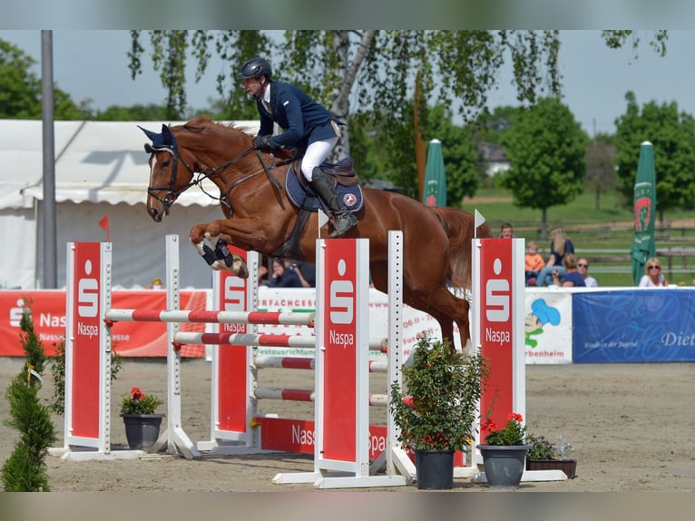 Zangersheide Merrie 13 Jaar 174 cm Vos in H&#xFC;nfelden