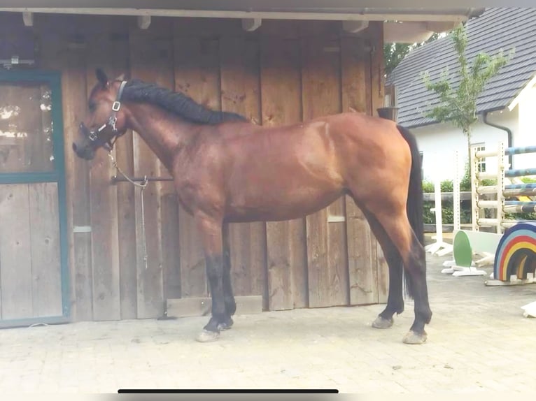 Zangersheide Merrie 14 Jaar 164 cm Bruin in Wietmarschen