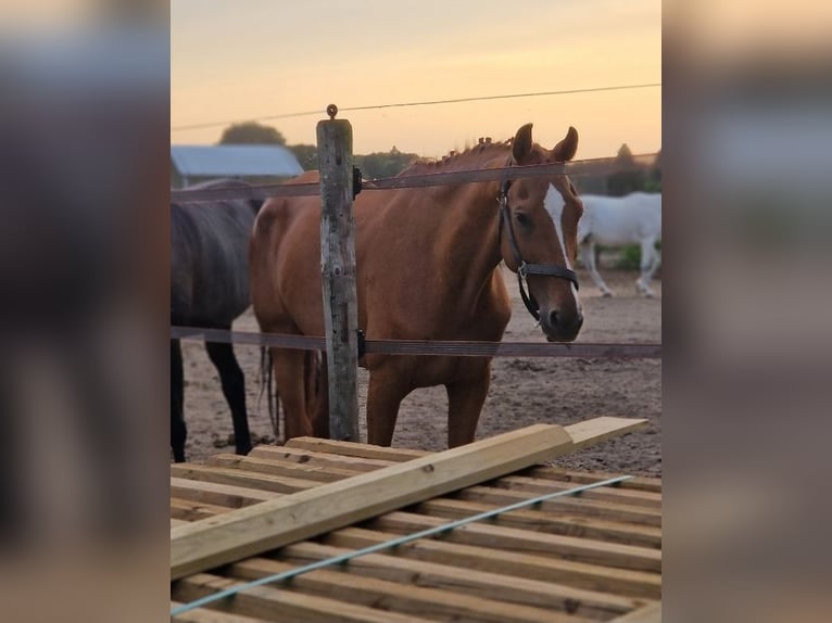 Zangersheide Merrie 14 Jaar 164 cm Vos in Nettetal