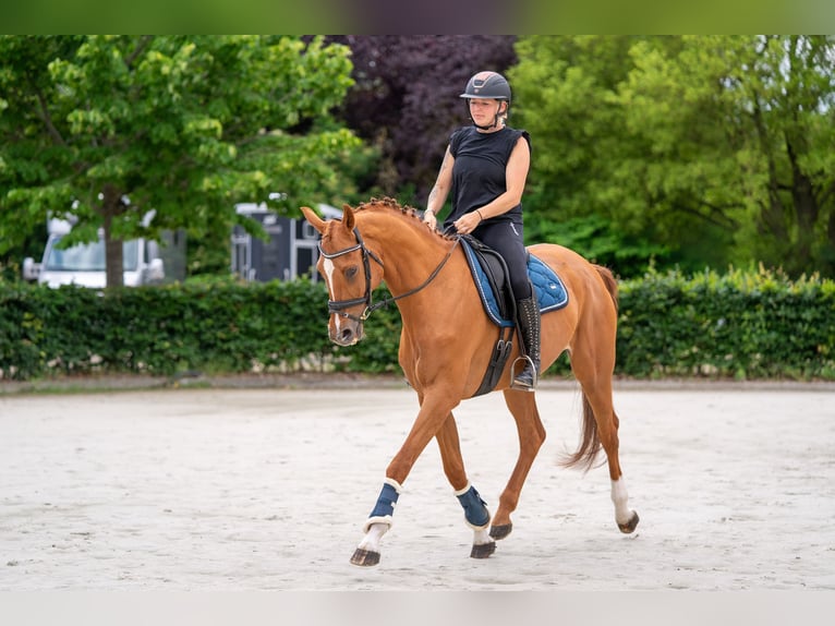 Zangersheide Merrie 14 Jaar 164 cm Vos in Nettetal