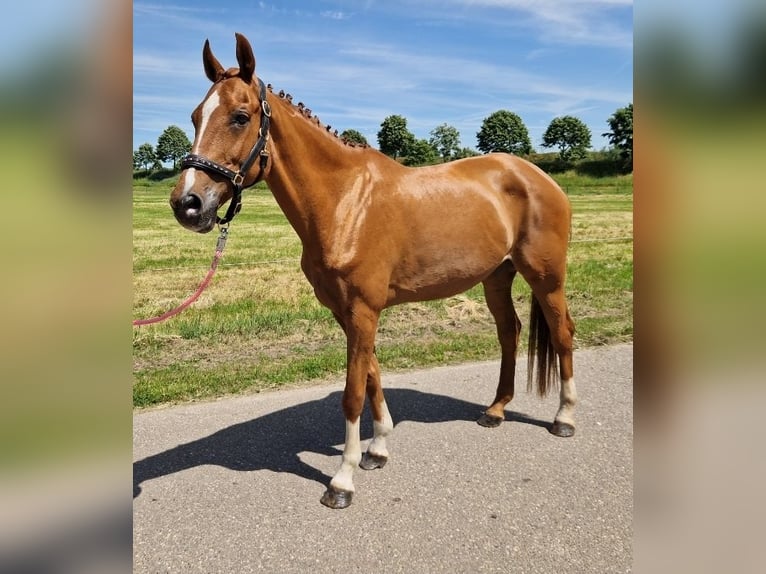 Zangersheide Merrie 14 Jaar 164 cm Vos in Nettetal