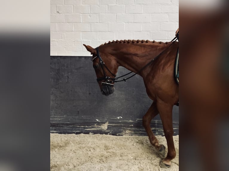 Zangersheide Merrie 14 Jaar 170 cm Vos in Westmeerbeek