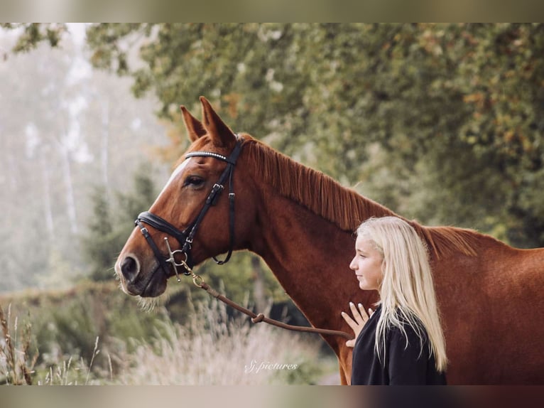 Zangersheide Merrie 14 Jaar 170 cm Vos in Westmeerbeek