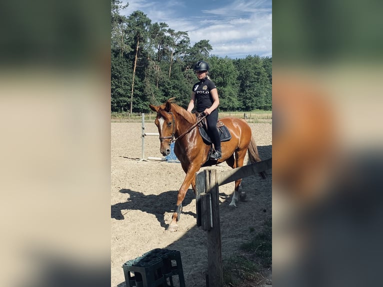 Zangersheide Merrie 14 Jaar 170 cm Vos in Westmeerbeek