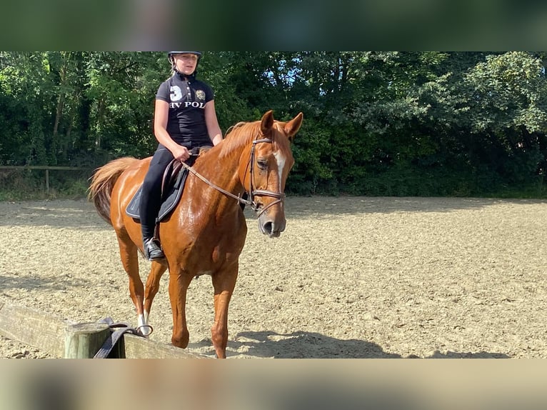 Zangersheide Merrie 14 Jaar 170 cm Vos in Westmeerbeek