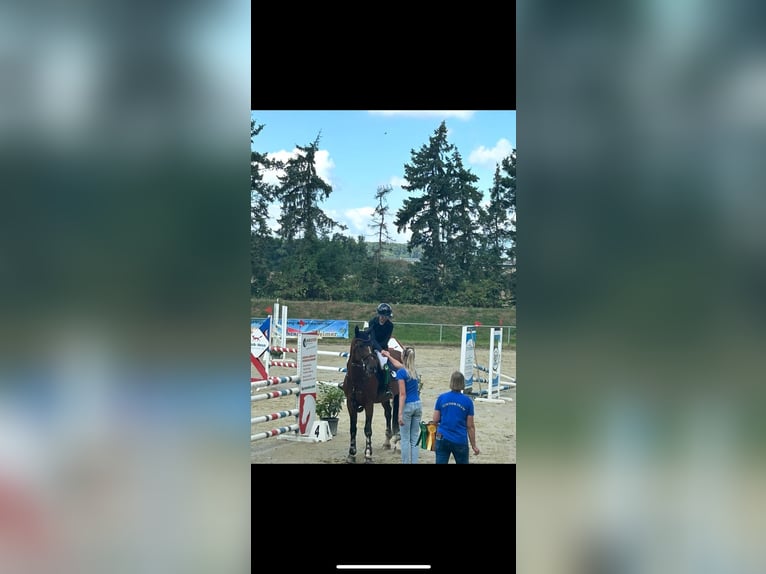 Zangersheide Merrie 14 Jaar 172 cm Bruin in Marburg