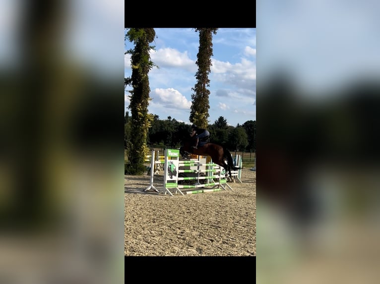 Zangersheide Merrie 14 Jaar 172 cm Bruin in Marburg