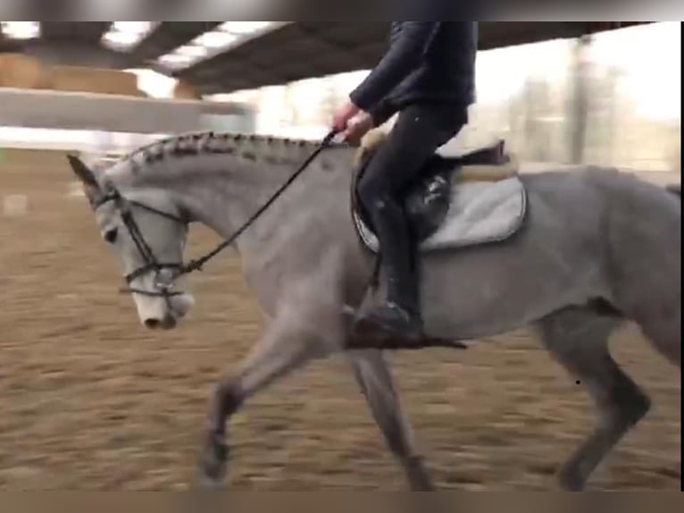 Zangersheide Merrie 14 Jaar 172 cm Schimmel in Liège