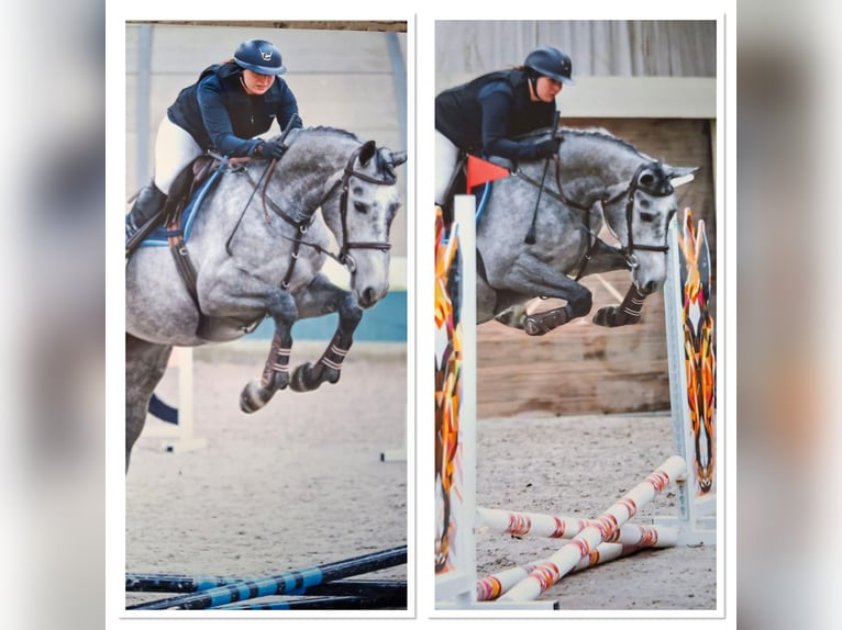 Zangersheide Merrie 14 Jaar 172 cm Schimmel in Liège