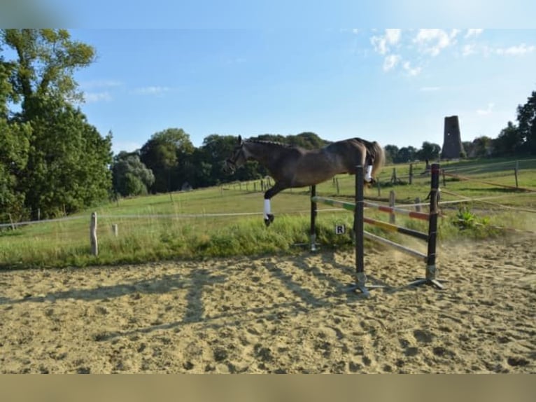 Zangersheide Merrie 14 Jaar 172 cm Schimmel in Liège