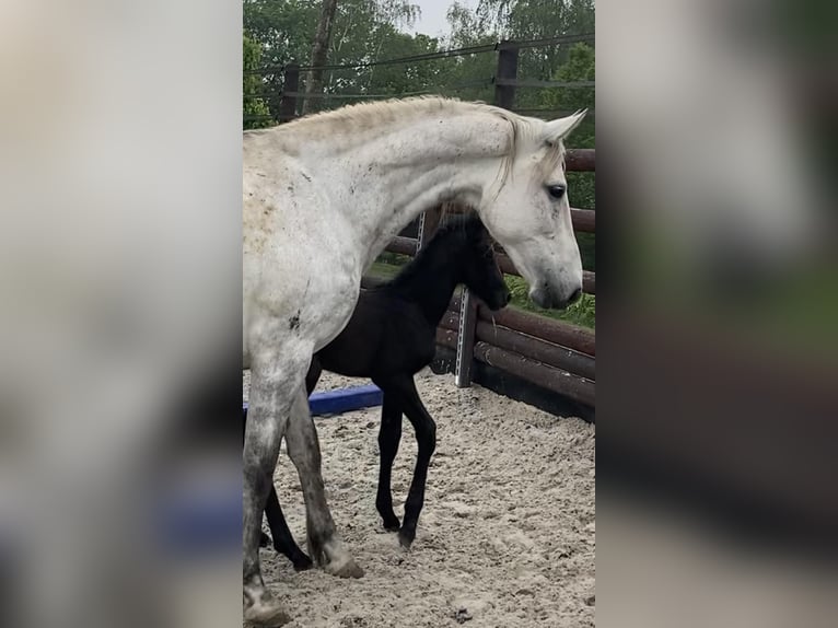 Zangersheide Merrie 14 Jaar 172 cm Schimmel in Liège