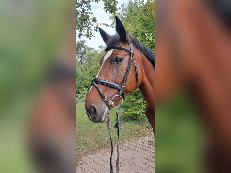 Zangersheide Merrie 15 Jaar 164 cm Bruin in Messel