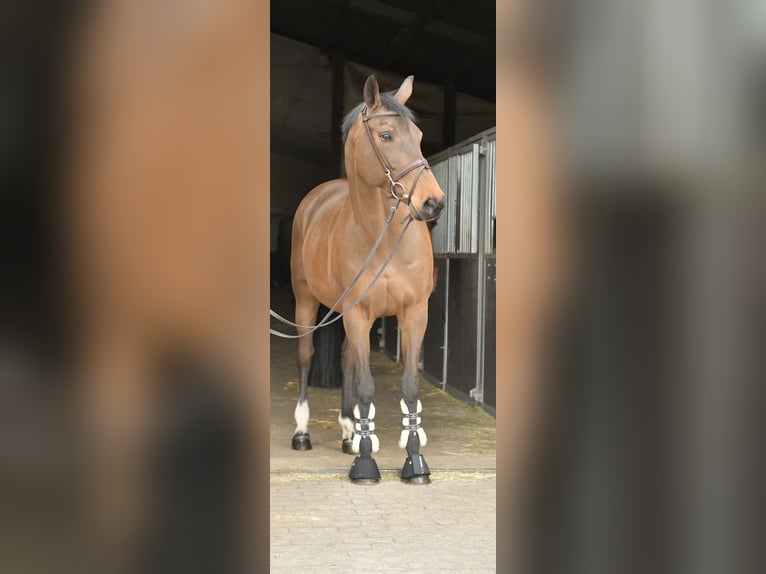 Zangersheide Merrie 15 Jaar 165 cm Bruin in Geilenkirchen