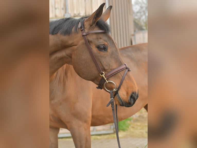 Zangersheide Merrie 15 Jaar 165 cm Bruin in Geilenkirchen