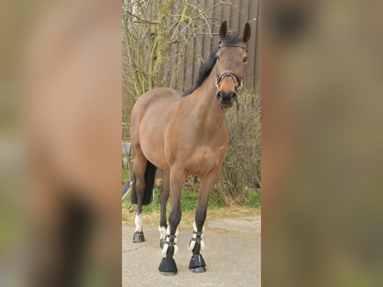 Zangersheide Merrie 15 Jaar 165 cm Bruin in Geilenkirchen