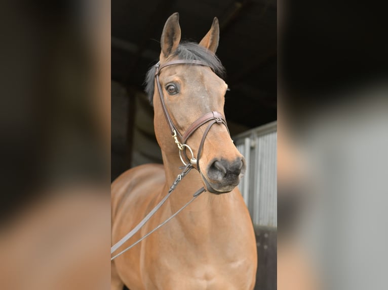 Zangersheide Merrie 15 Jaar 165 cm Bruin in Geilenkirchen