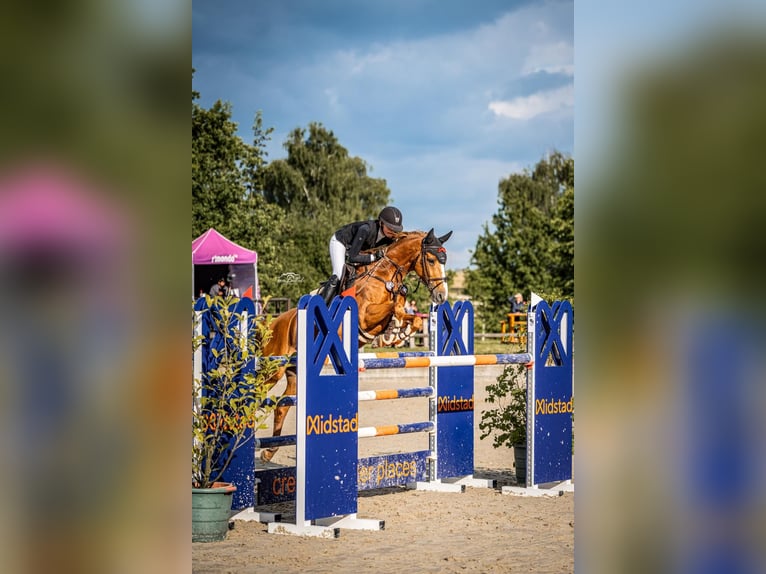 Zangersheide Merrie 15 Jaar 167 cm Vos in Willich