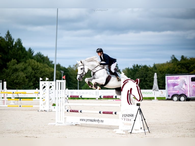 Zangersheide Merrie 15 Jaar 168 cm Schimmel in Nîmes