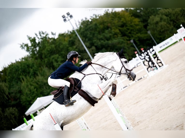 Zangersheide Merrie 15 Jaar 168 cm Schimmel in Nîmes