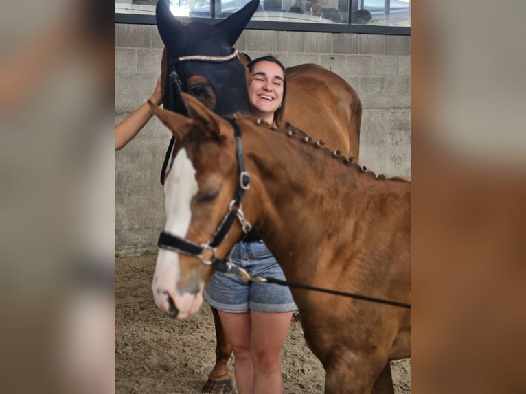 Zangersheide Merrie 15 Jaar 168 cm Vos in Putte