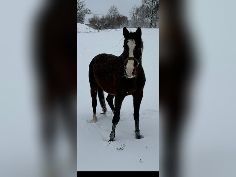 Zangersheide Merrie 15 Jaar 169 cm Bruin in Wachtberg