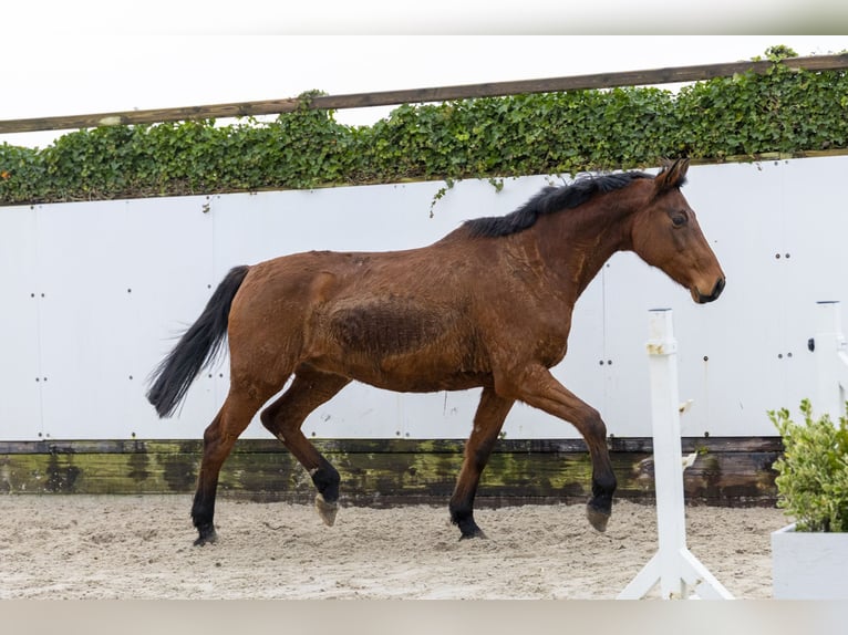 Zangersheide Merrie 15 Jaar 171 cm Bruin in Waddinxveen