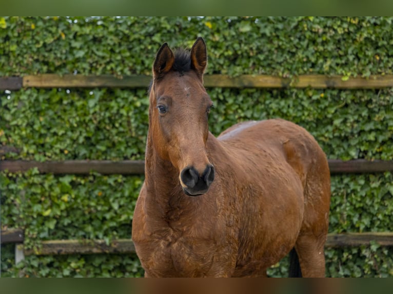 Zangersheide Merrie 15 Jaar 171 cm Bruin in Waddinxveen