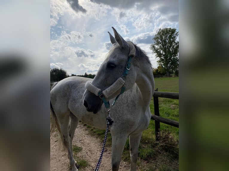 Zangersheide Merrie 15 Jaar 175 cm Schimmel in Heinsberg