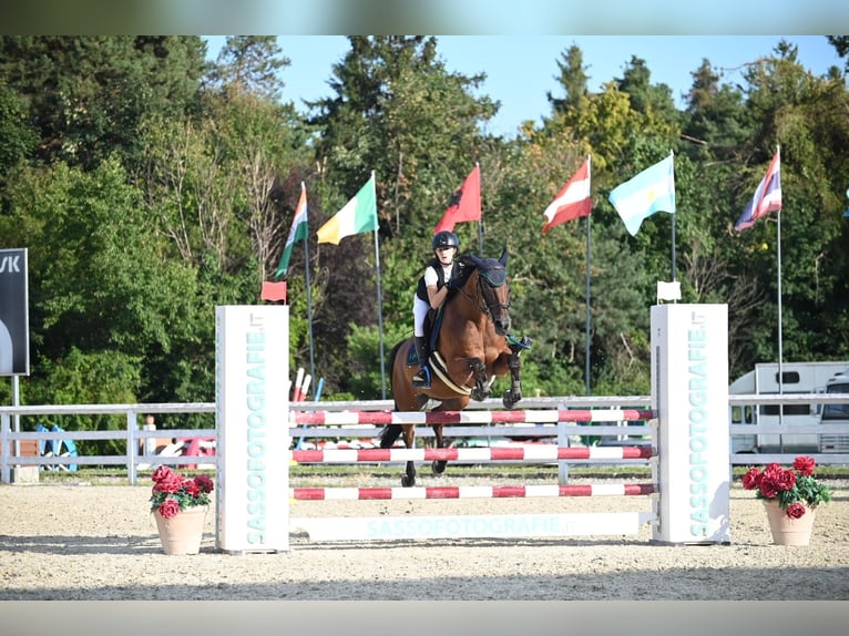 Zangersheide Merrie 16 Jaar 163 cm Bruin in Pineta Di Arenzano