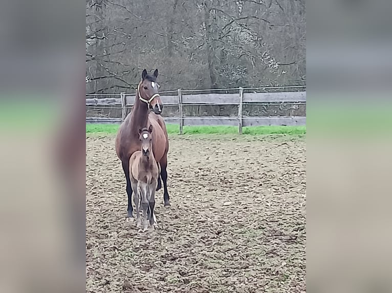 Zangersheide Merrie 16 Jaar 168 cm Bruin in Ötigheim