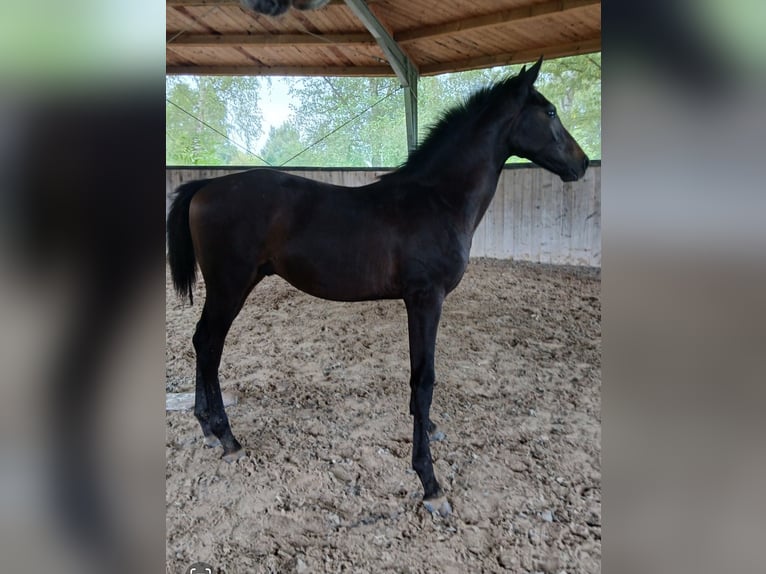 Zangersheide Merrie 16 Jaar 168 cm Bruin in Ötigheim