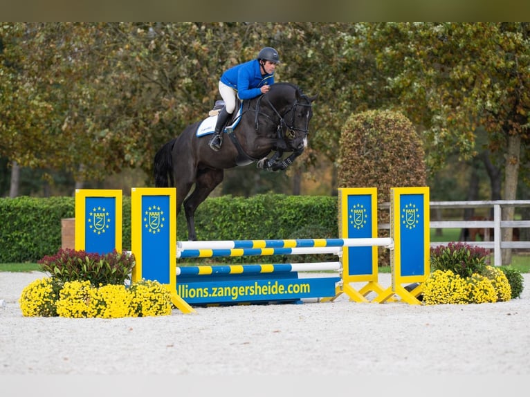 Zangersheide Merrie 16 Jaar 172 cm Roodbruin in Go&#x15B;cimiec