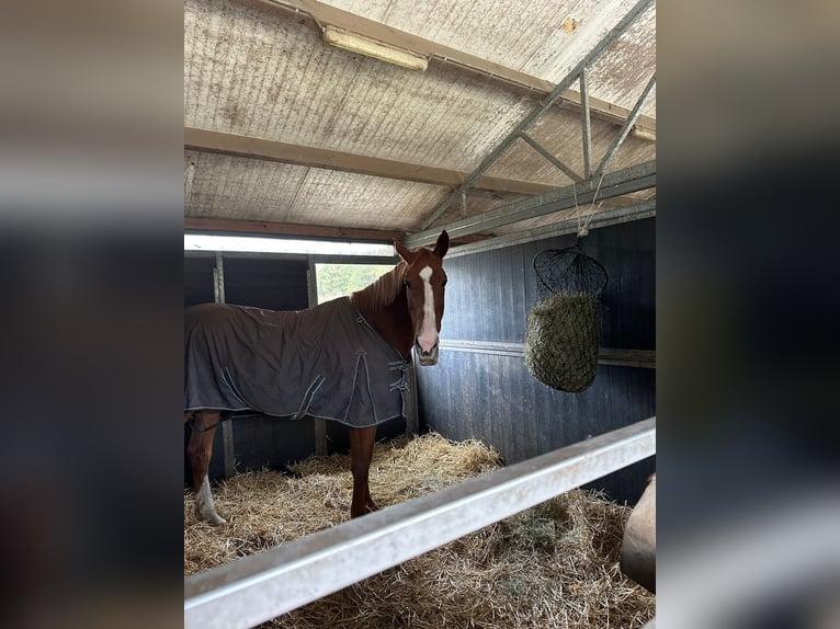 Zangersheide Merrie 16 Jaar 172 cm Vos in Berendrecht
