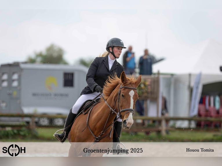 Zangersheide Merrie 16 Jaar 172 cm Vos in Berendrecht