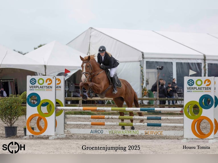 Zangersheide Merrie 16 Jaar 172 cm Vos in Berendrecht