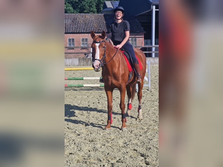 Zangersheide Merrie 16 Jaar 172 cm Vos in Berendrecht